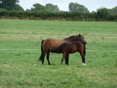 Cold Play et sa maman