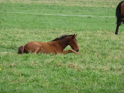 Cinca se repose