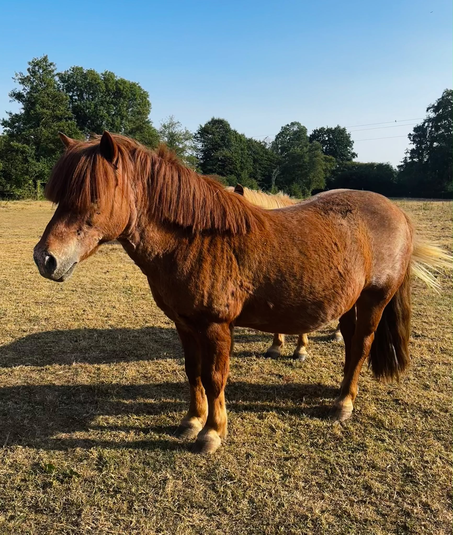 Titeuf petit poney